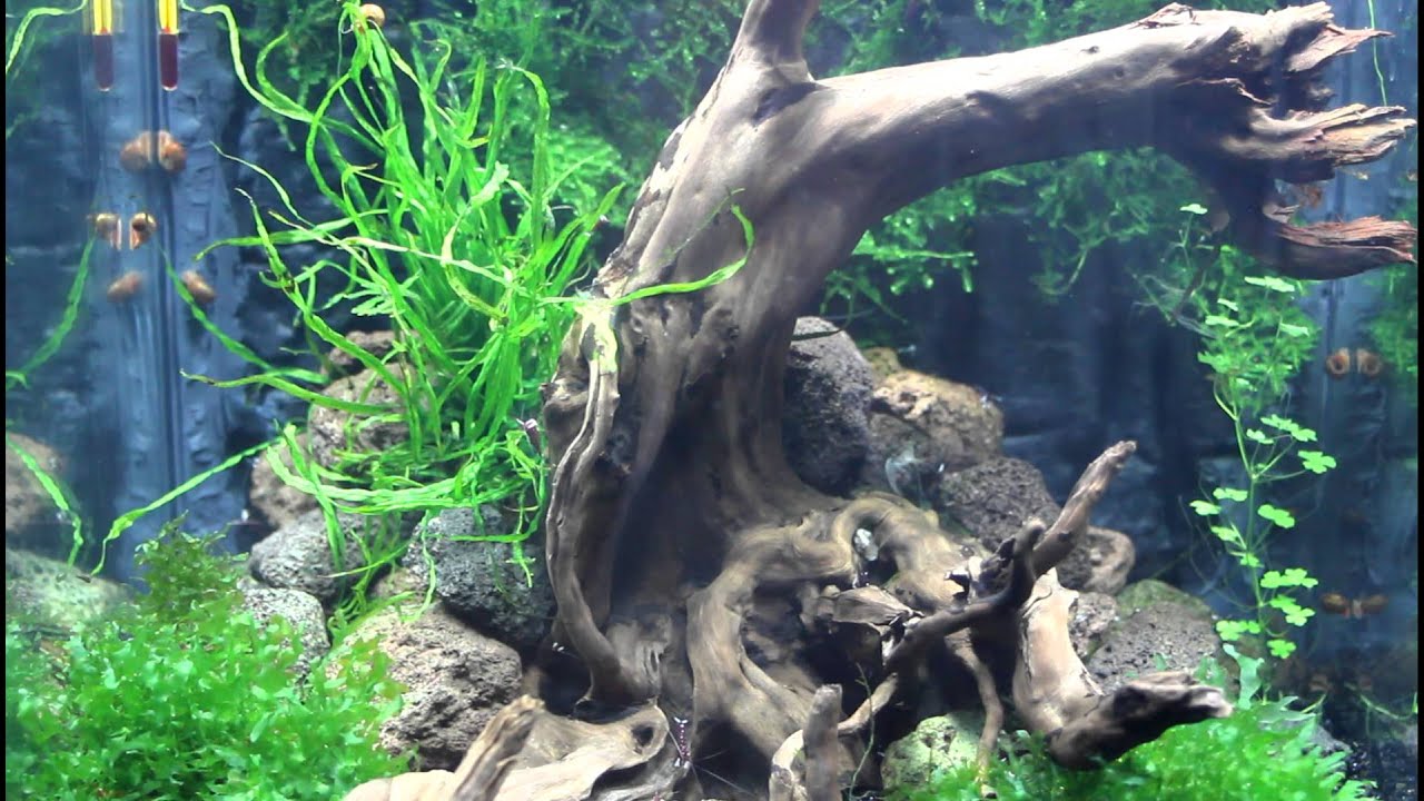 dennerle shrimp kardinaal garnaal sulawesi