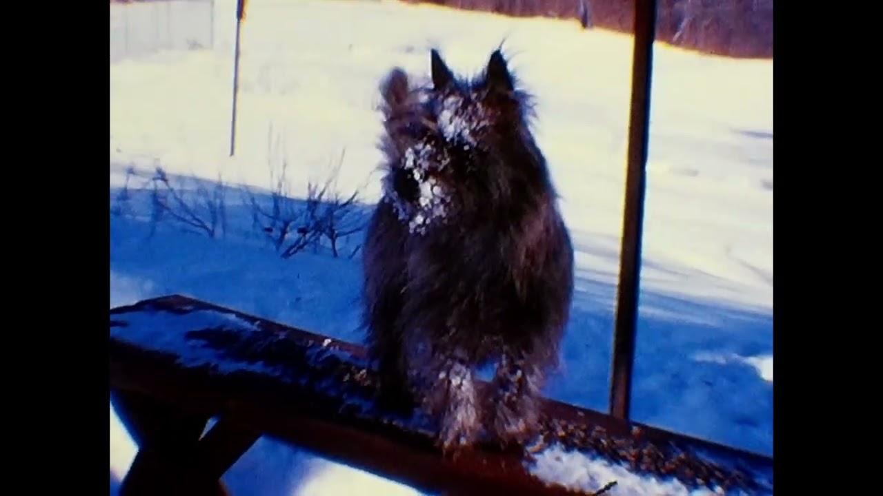 Cairn Terrier, Rosie & 🐈‍⬛Mutsy Love Playing in Snow