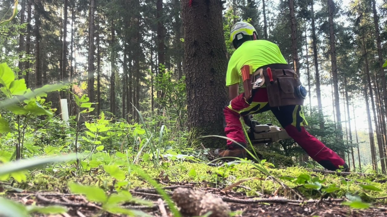 Käferholz im Sommer 2024