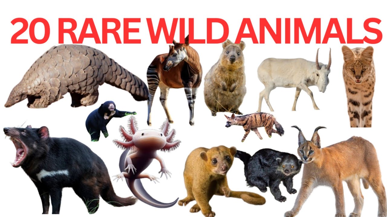 Wild Animals Name With Fun| Learn Wild Animals Name In English| जंगली जानवरों के नाम |