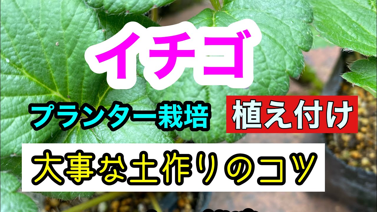 【イチゴ】サントリー本気野菜一季成蜜香を育てようプランター栽培