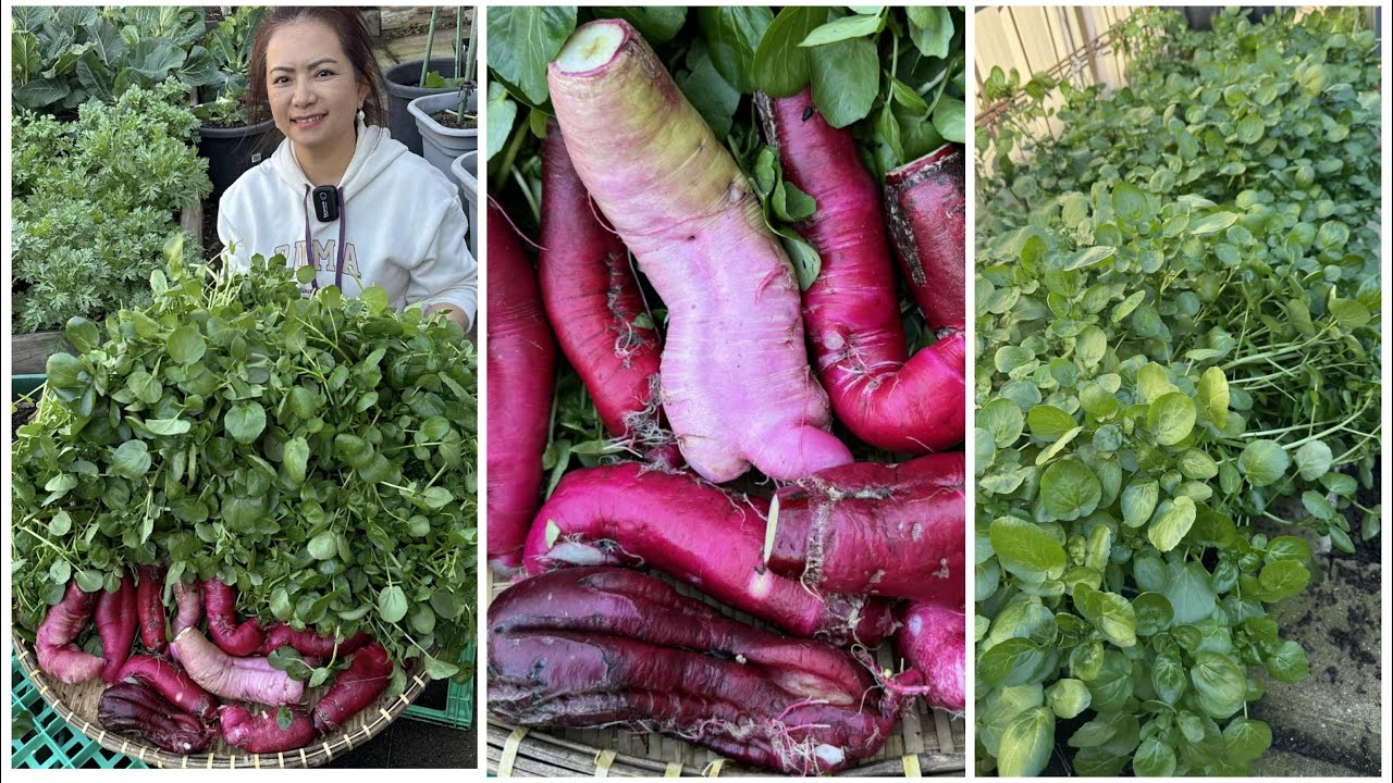 Nhổ củ cải đỏ, cắt rau xà lách xoong đợt 2 trồng chậu xanh mướt sau vườn ở Úc/Sang La Úc Châu