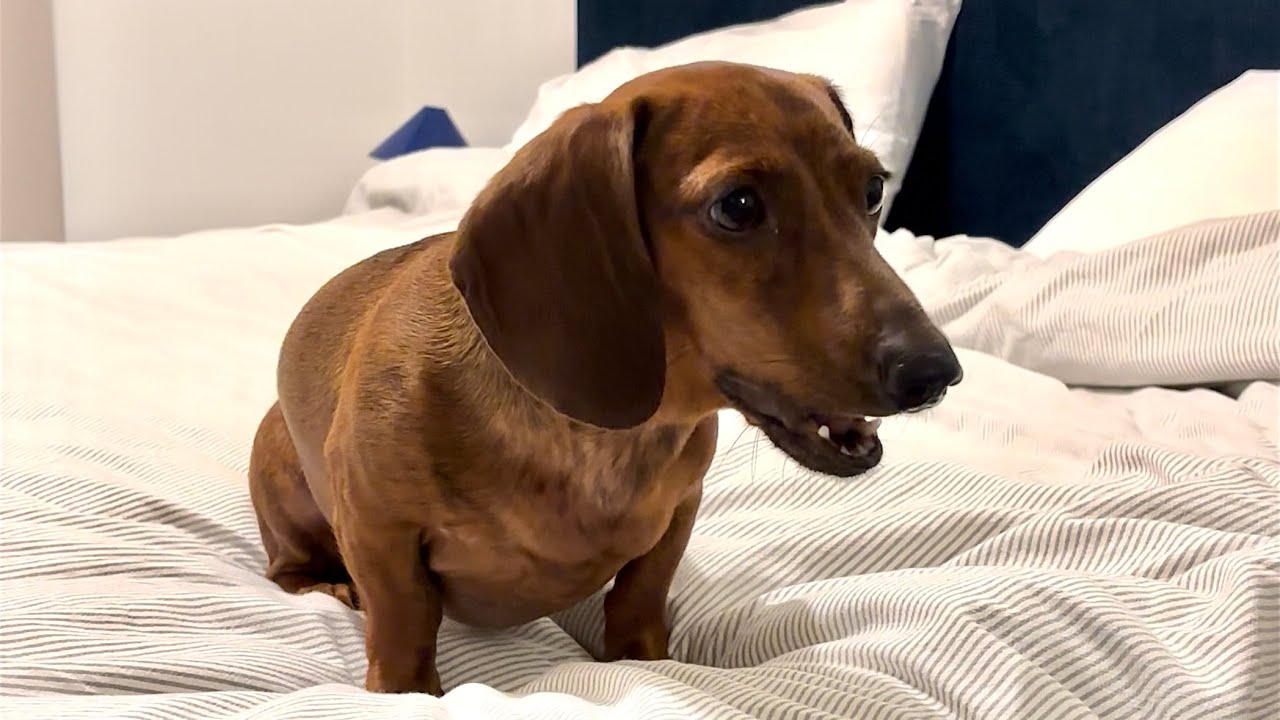 Expectation vs Reality: What do dachshunds bark at?