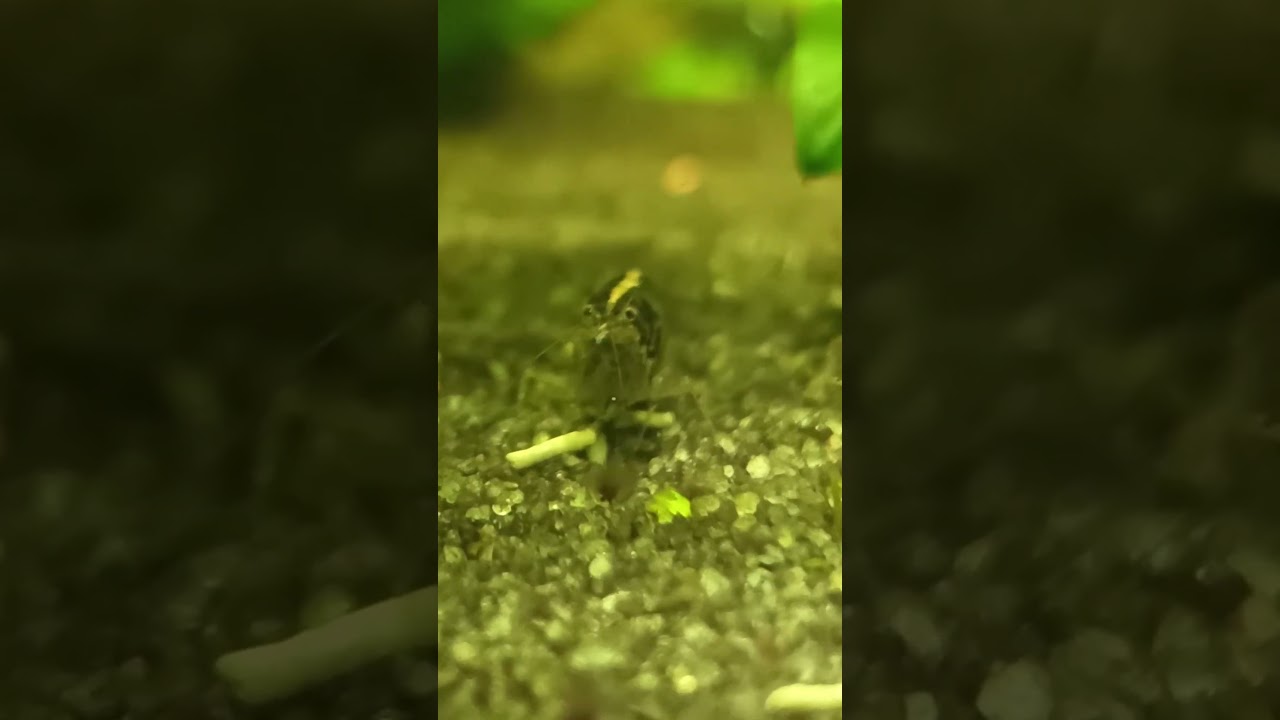 Amano z jajami