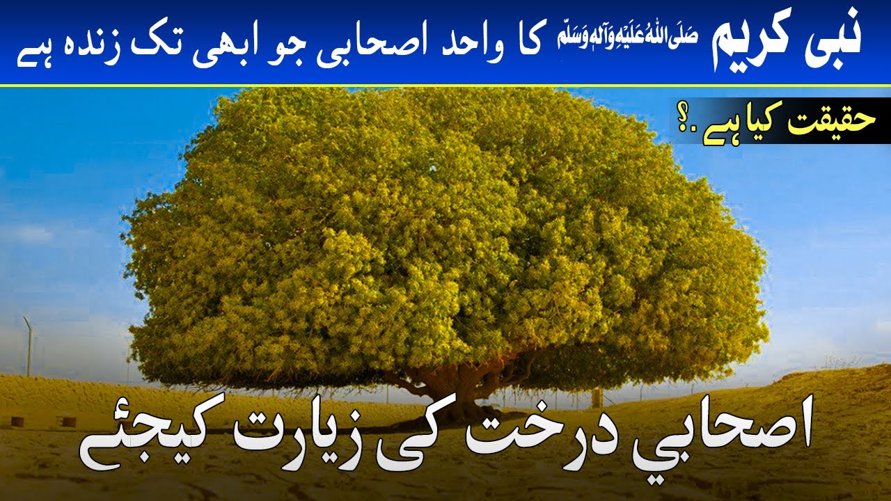 Documentary on Sahabi Tree In Jordan | Nabi Akram SAW ka Sahabai Darakht | Real History in urdu |