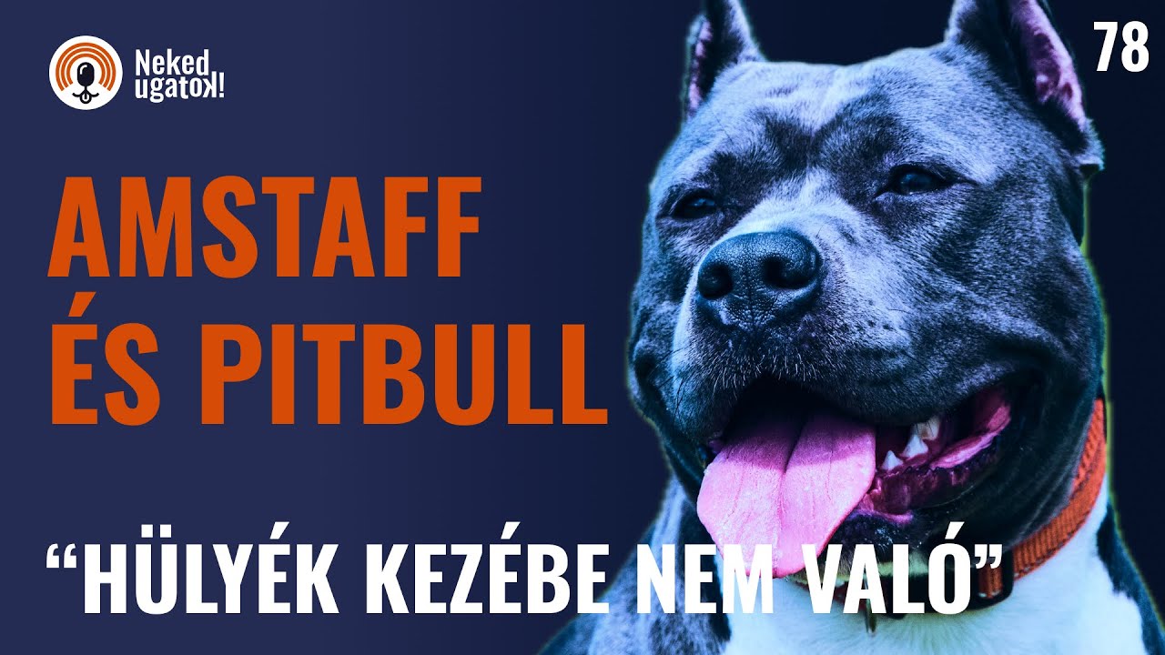 Rettegett családi kedvencek - AMSTAFF és PITBULL fajtabemutató | #78