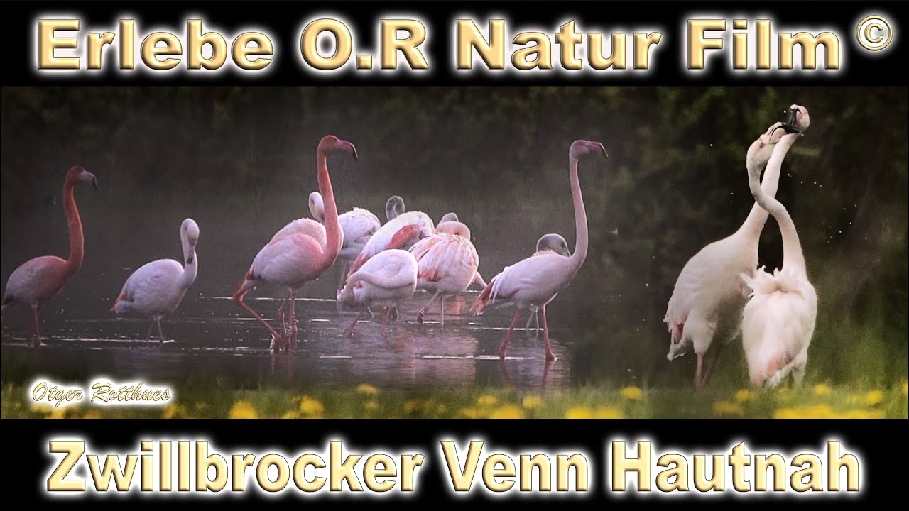 Zwillbrocker Venn Traumhaft Naturnah 2023 Vreden