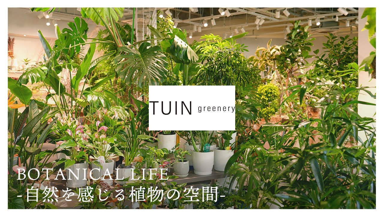 【観葉植物】アパレルブランドから生まれたボタニカルショップ「TUIN greenery」｜チュイン グリーナリー｜神奈川県｜平塚｜THE OUTLETS SHONAN HIRATSUKA