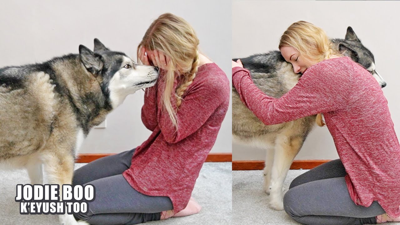 My Husky Comforts Me When I Cry And Runs Off! Plus Behind The Scenes.