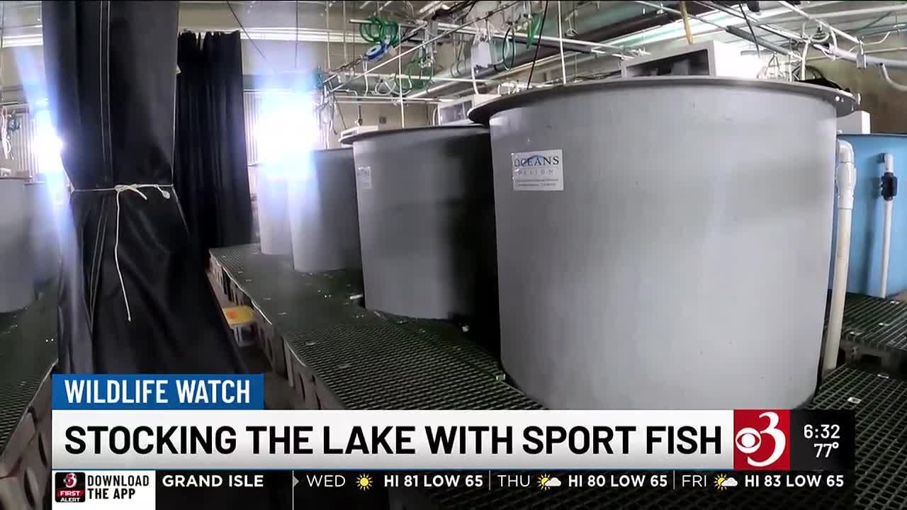 Efforts to boost walleye population in Lake Champlain