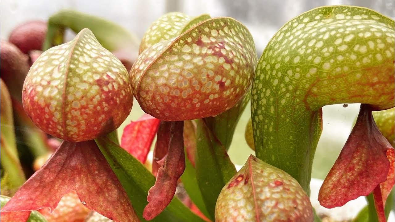Sunniest January Greenhouse Tour Ever - let&rsquo;s see all the outdoor Carnivorous Plant Greenhouses!