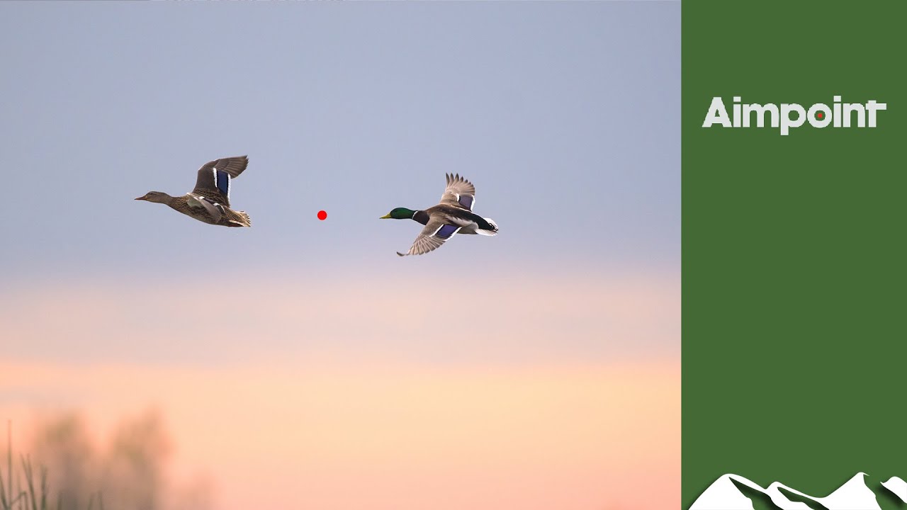 Duck with a red-dot sight