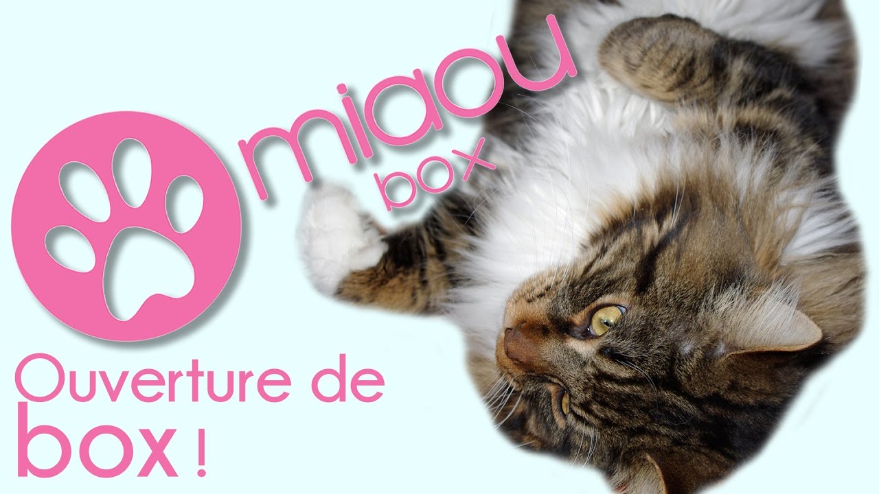 (Unboxing) MiaouBox : j'ouvre avec mon Maine Coon !