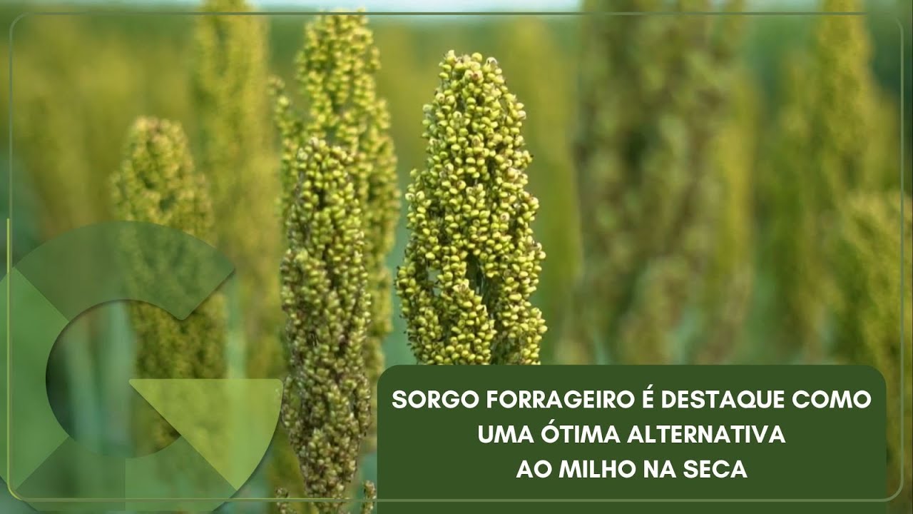 SORGO FORRAGEIRO É DESTAQUE COMO UMA ÓTIMA ALTERNATIVA AO MILHO NA SECA