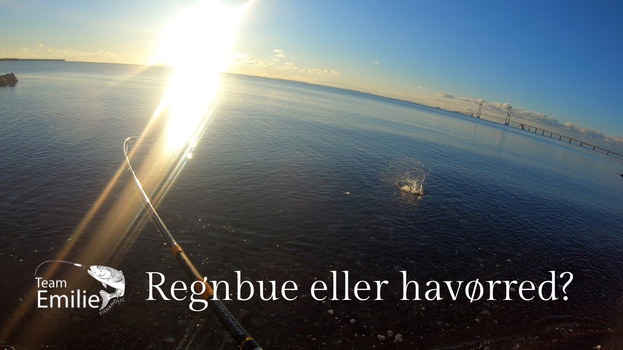 Regnbue eller havørred ?