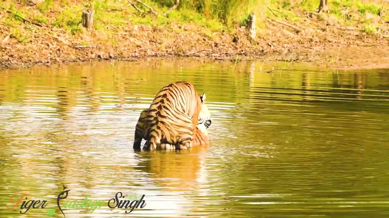 Rare moments from wildlife. Tigers mating in the water 🐯 