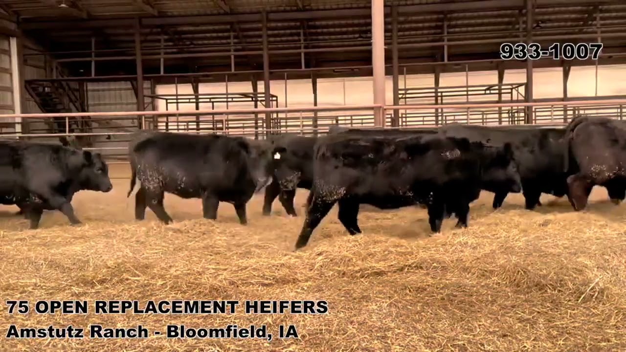 Ellingson Angus Lot 933 1007