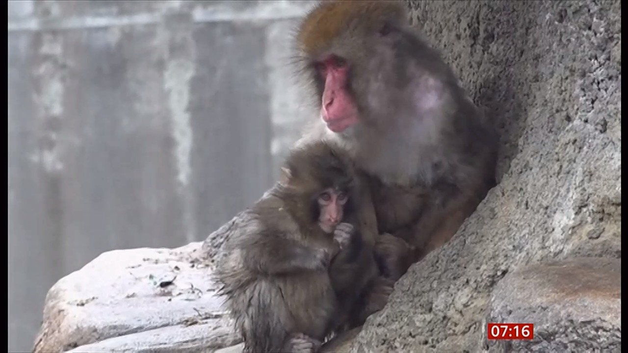 Update on Punch the baby monkey (Japan) 7/Mar/2026