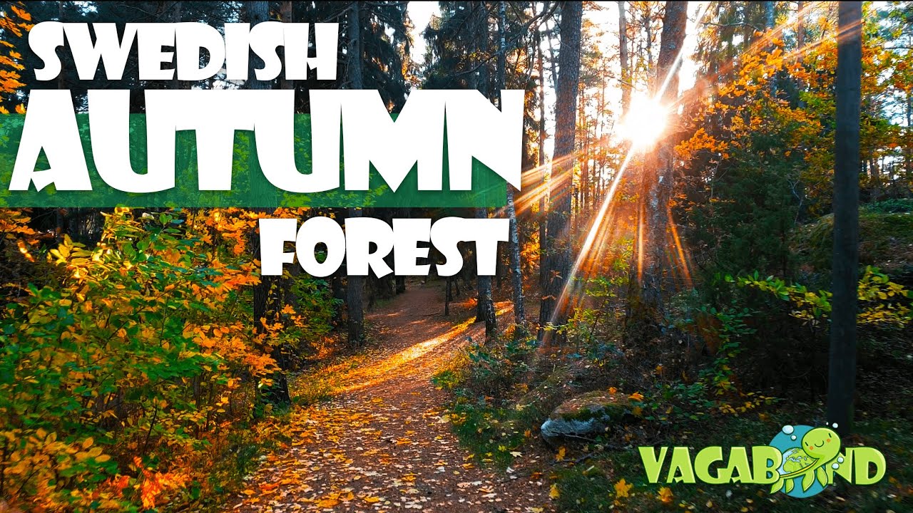 4K Virtual Walking - SWEDISH AUTUMN FOREST | Vagabond Turtle