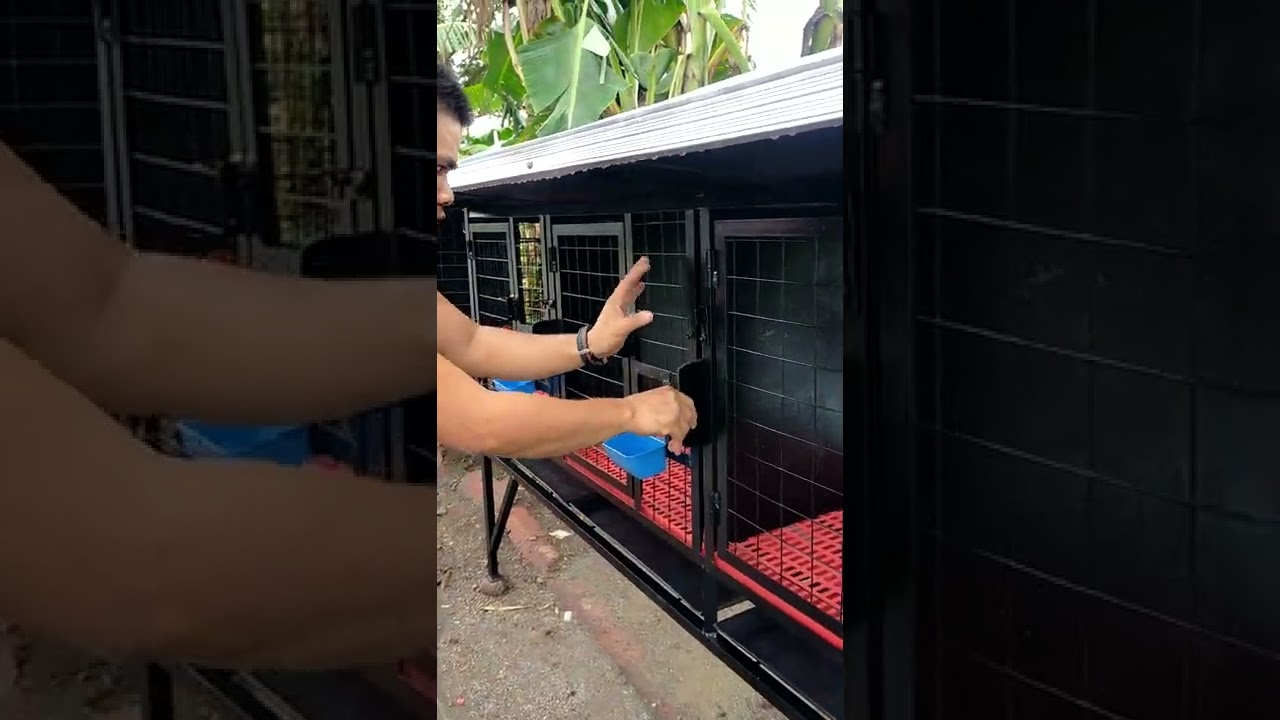 kulungan ng manok apat na butas