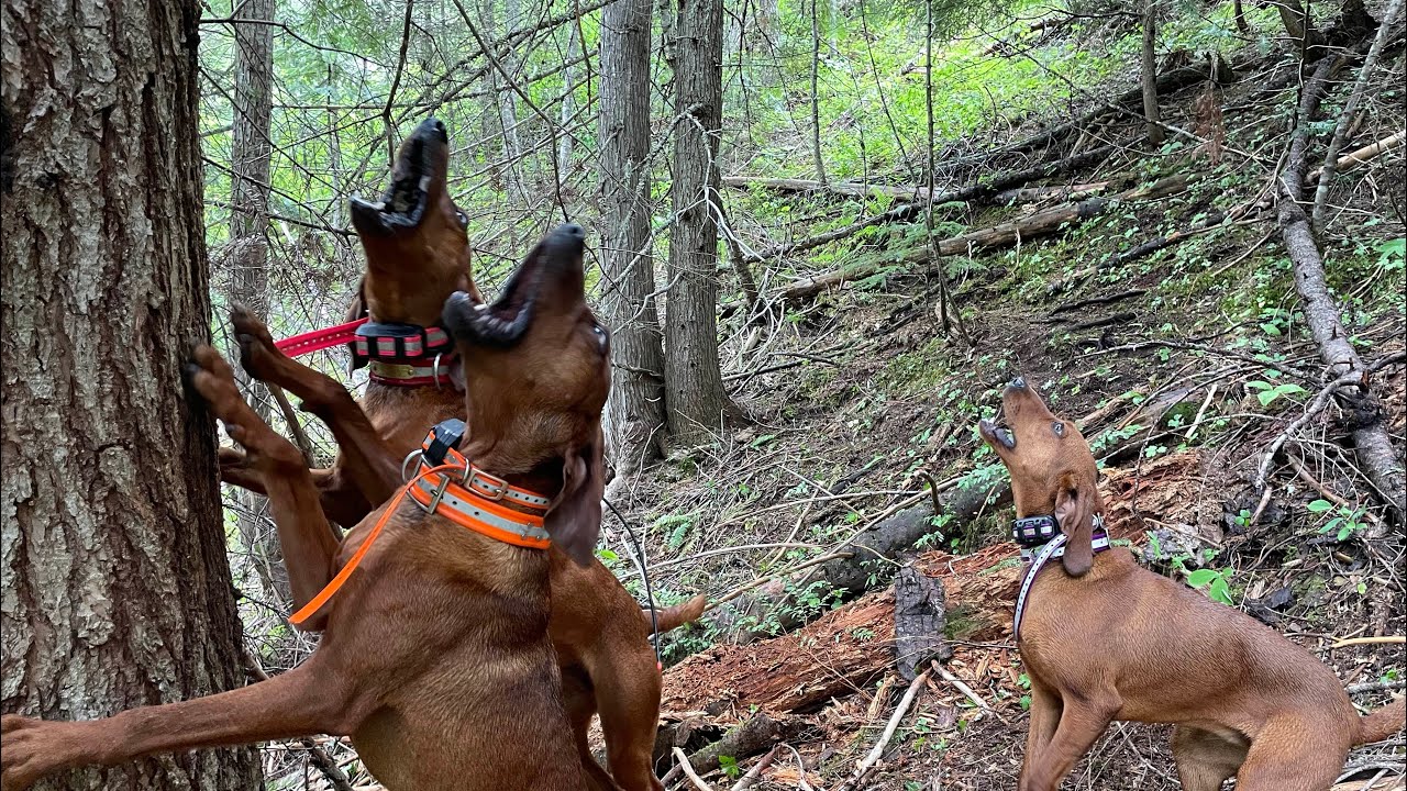 Screaming Eagle Outdoors- Bear Hunting With Hounds - Treed and Freed!