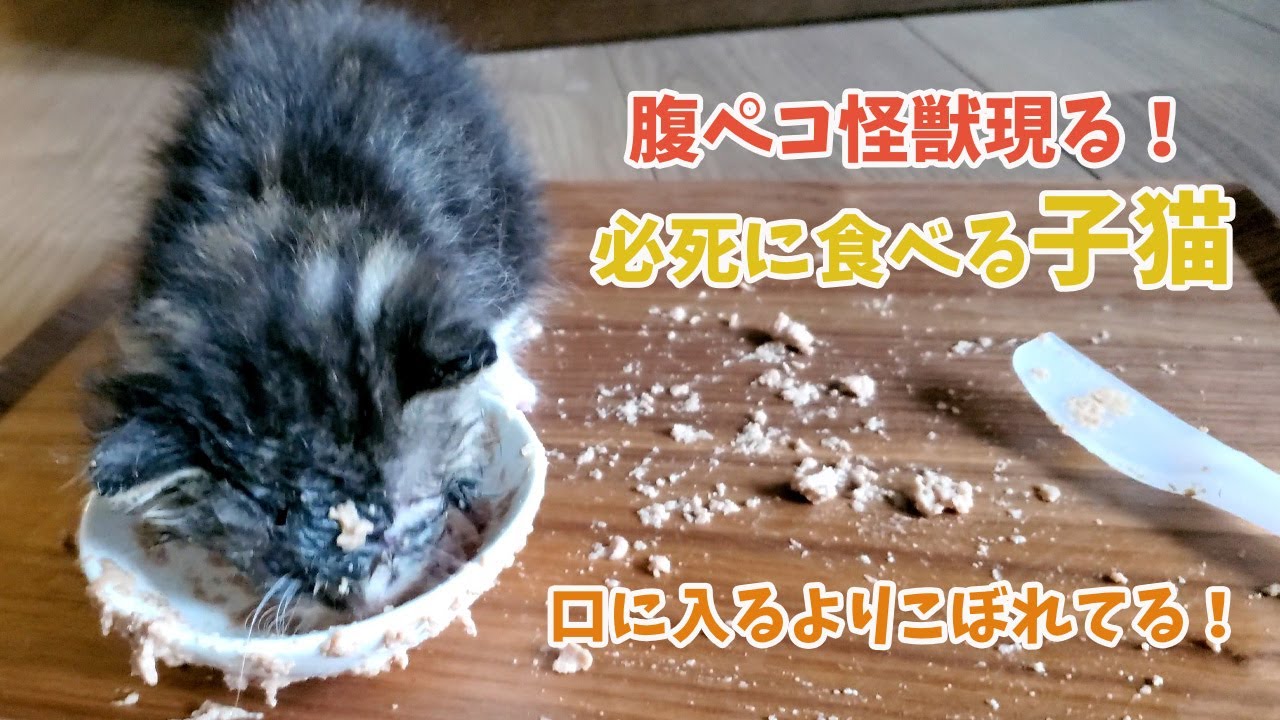 腹ペコ怪獣現れる！必死に食べようとする子猫