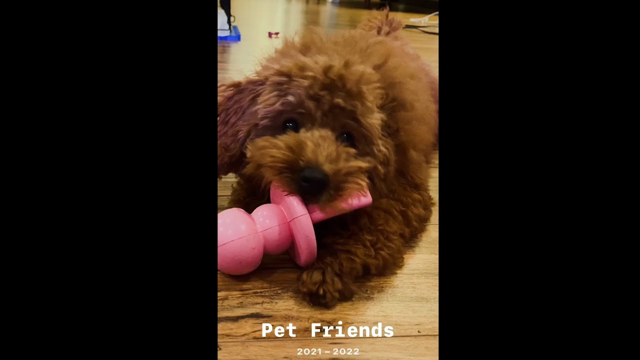 Pet Friends 2021-2022