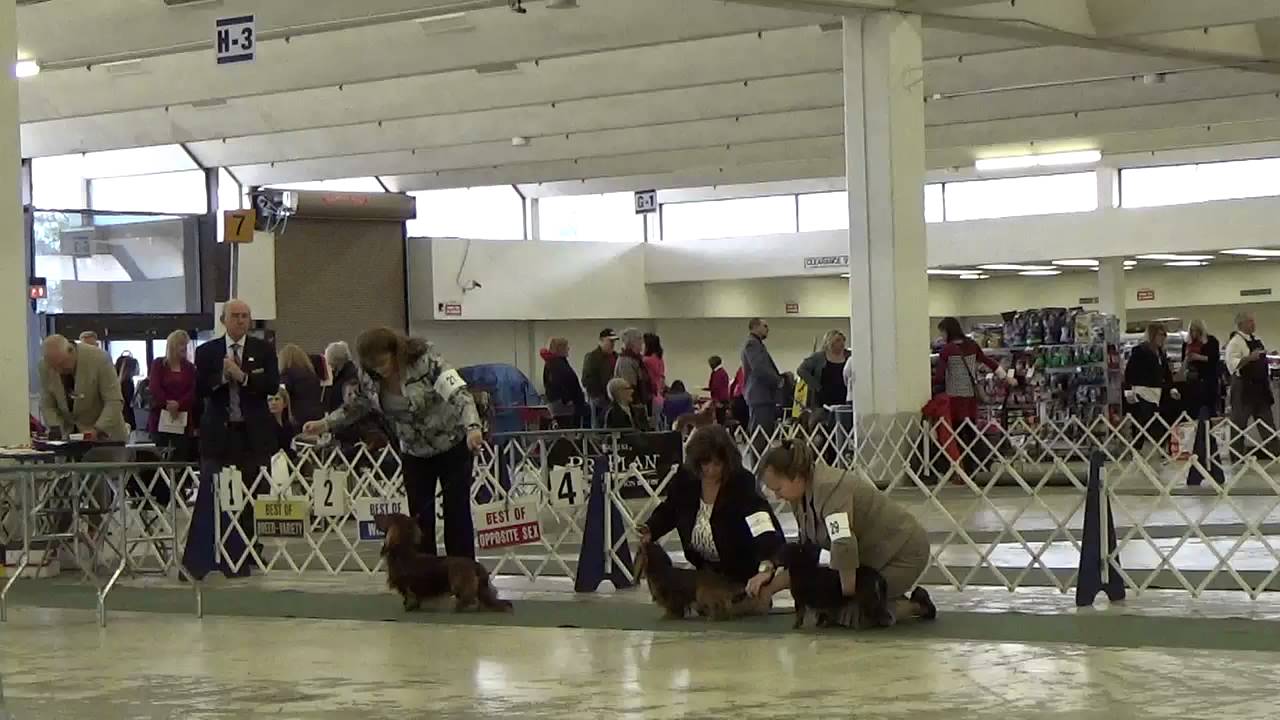 Atlanta Dog Show Saturday #2