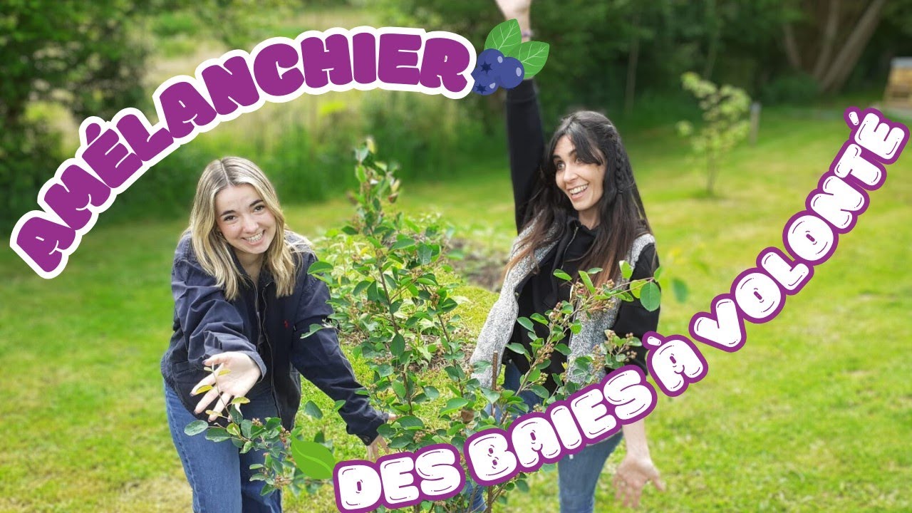🟡 Tout Savoir sur : L'AMELANCHIER !! [Forêt Comestible]