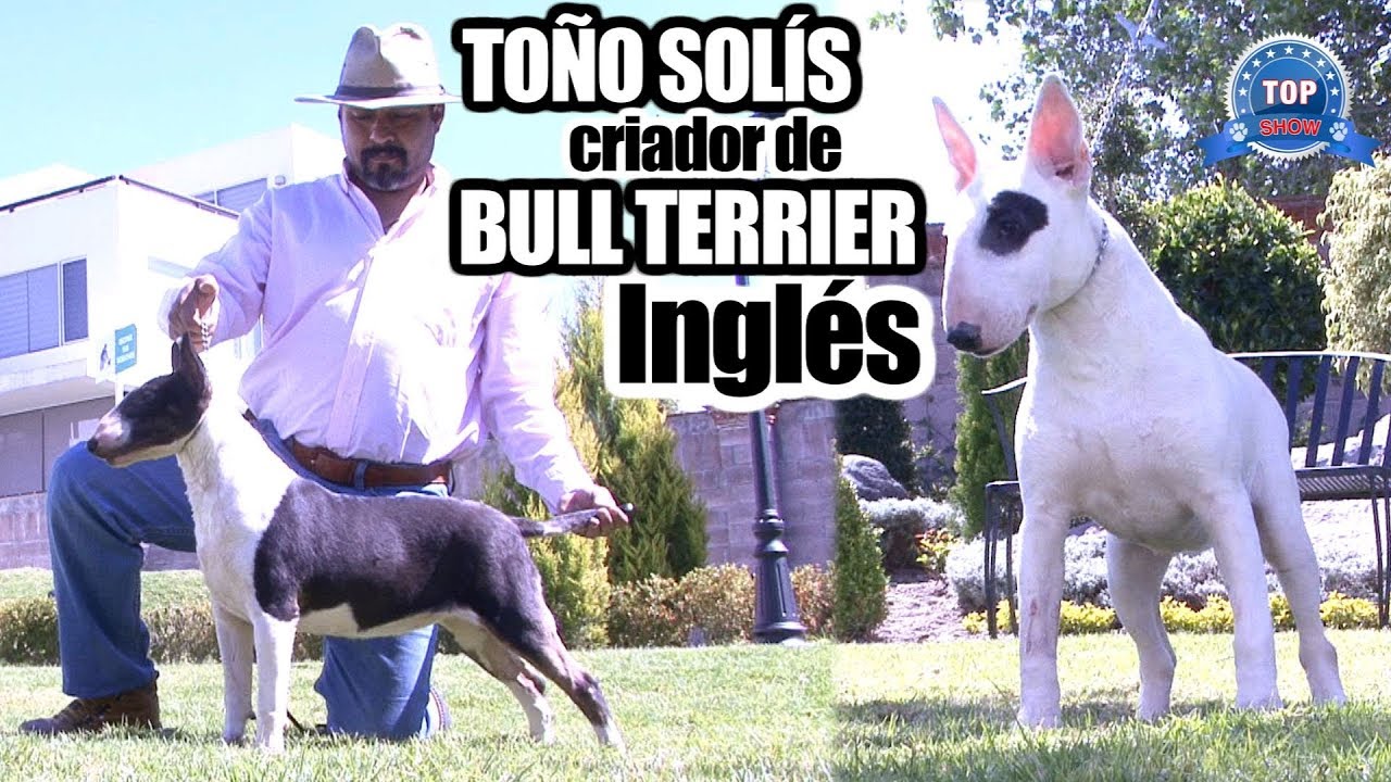 BULL TERRIER INGLÉS
