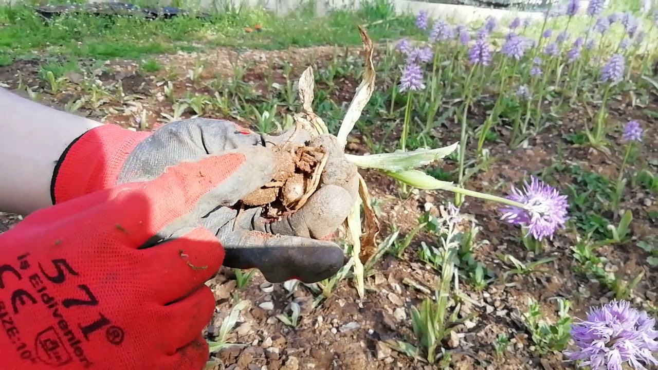 Orchis italica salep nasıl yetişir