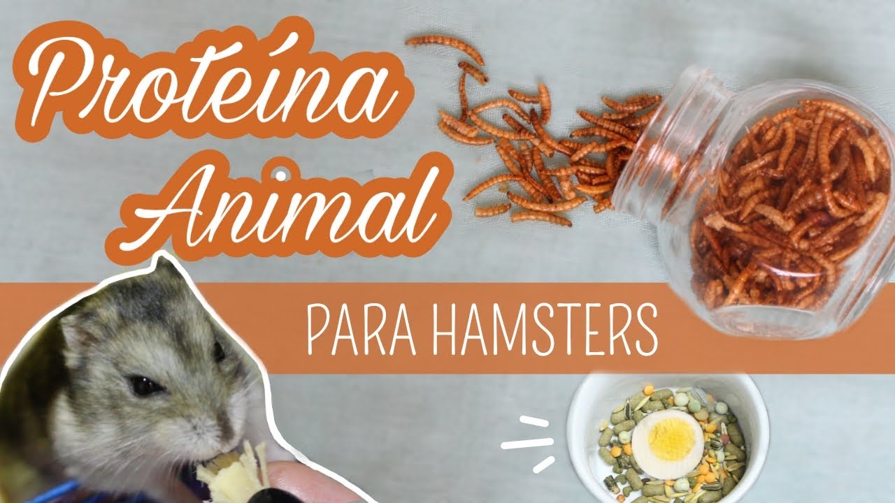PROTEÍNA ANIMAL para hamsters e gerbis
