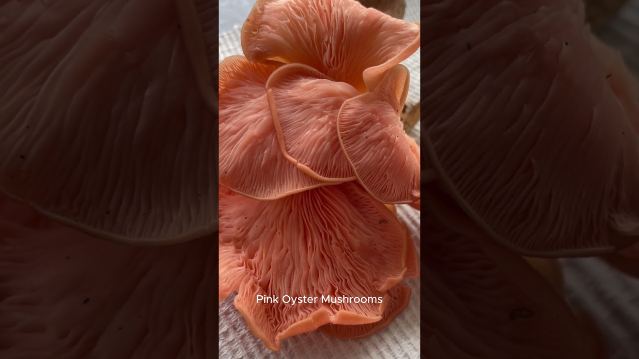 Have you ever seen these mushrooms?
