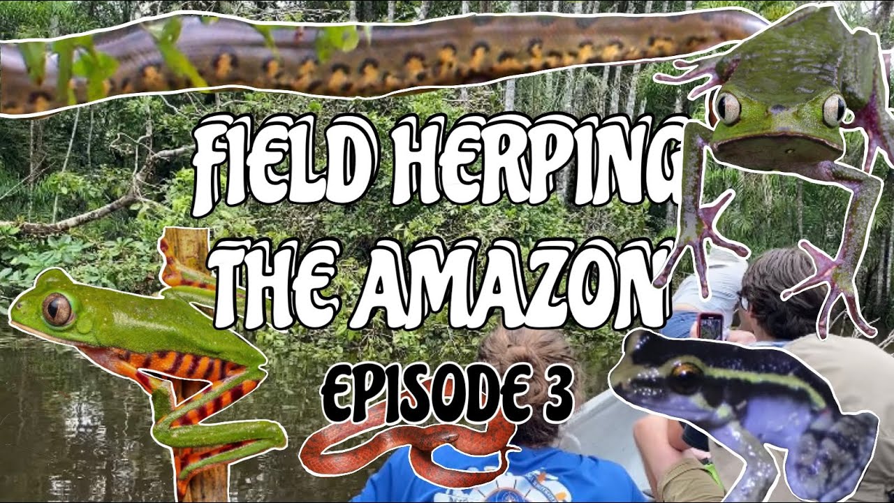 Field Herping the Ecuadorian Amazon Rainforest | Episode 3