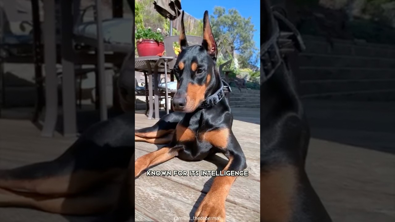 Doberman 🐶 One Of The Most Intelligent Dog Breeds In The World!