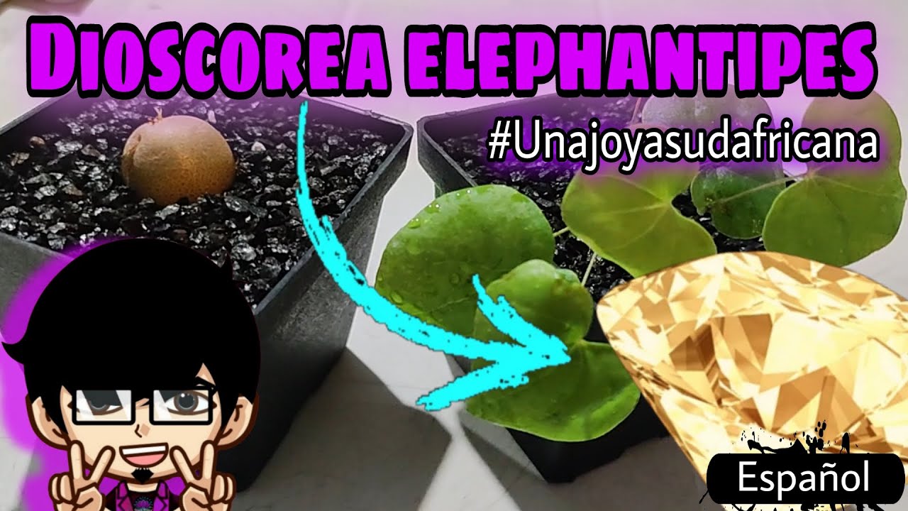 (ESP) DIOSCOREA ELEPHANTIPES: CASI TODO DE ELLA!!!