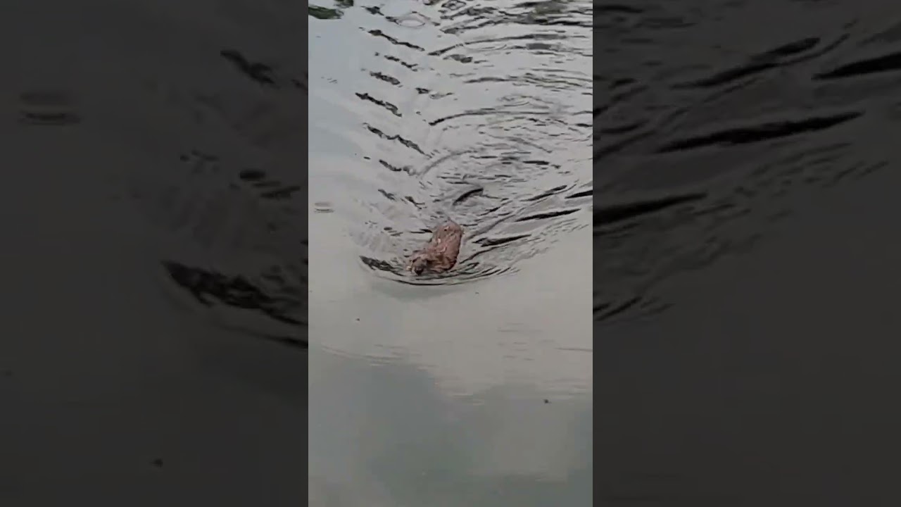 Ондатра или водяная крыса