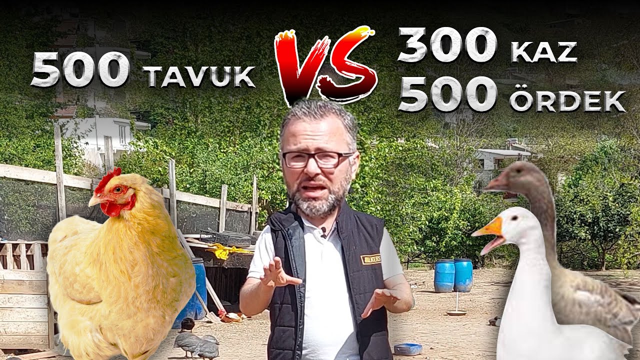 500 TAVUK MU YOKSA 300 KAZ VEYA 500 ÖRDEK İLE DAHA ÇOK PARA KAZANIRIZ ?