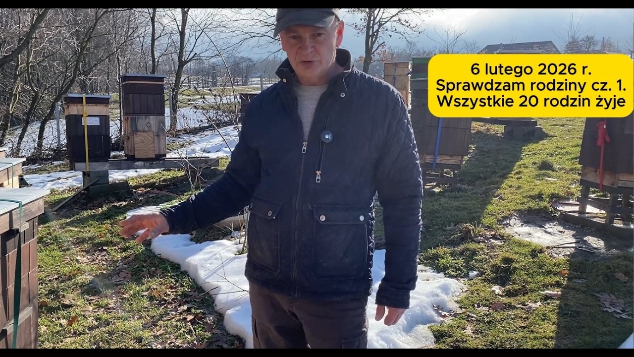 6 lutego 2026 r.  Wszystkie 20 rodzin żyje cz. 1. #bee #beekeeping #beekeeper
