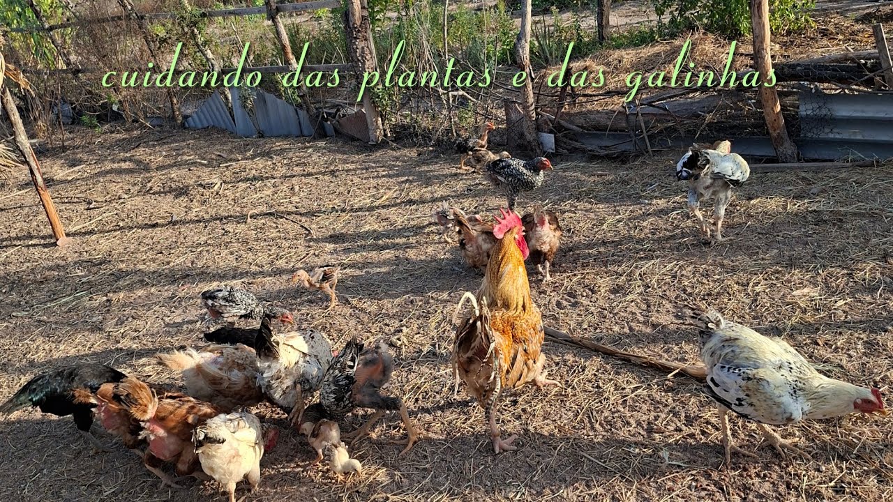 Cuidando das plantas e das galinha 🐔 