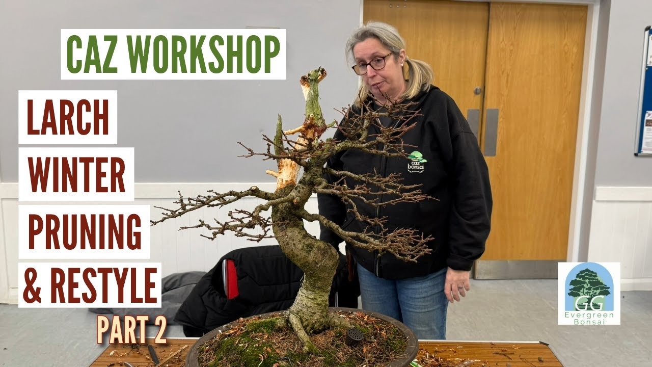 Caz Bonsai   Larch Winter Restyle part 2