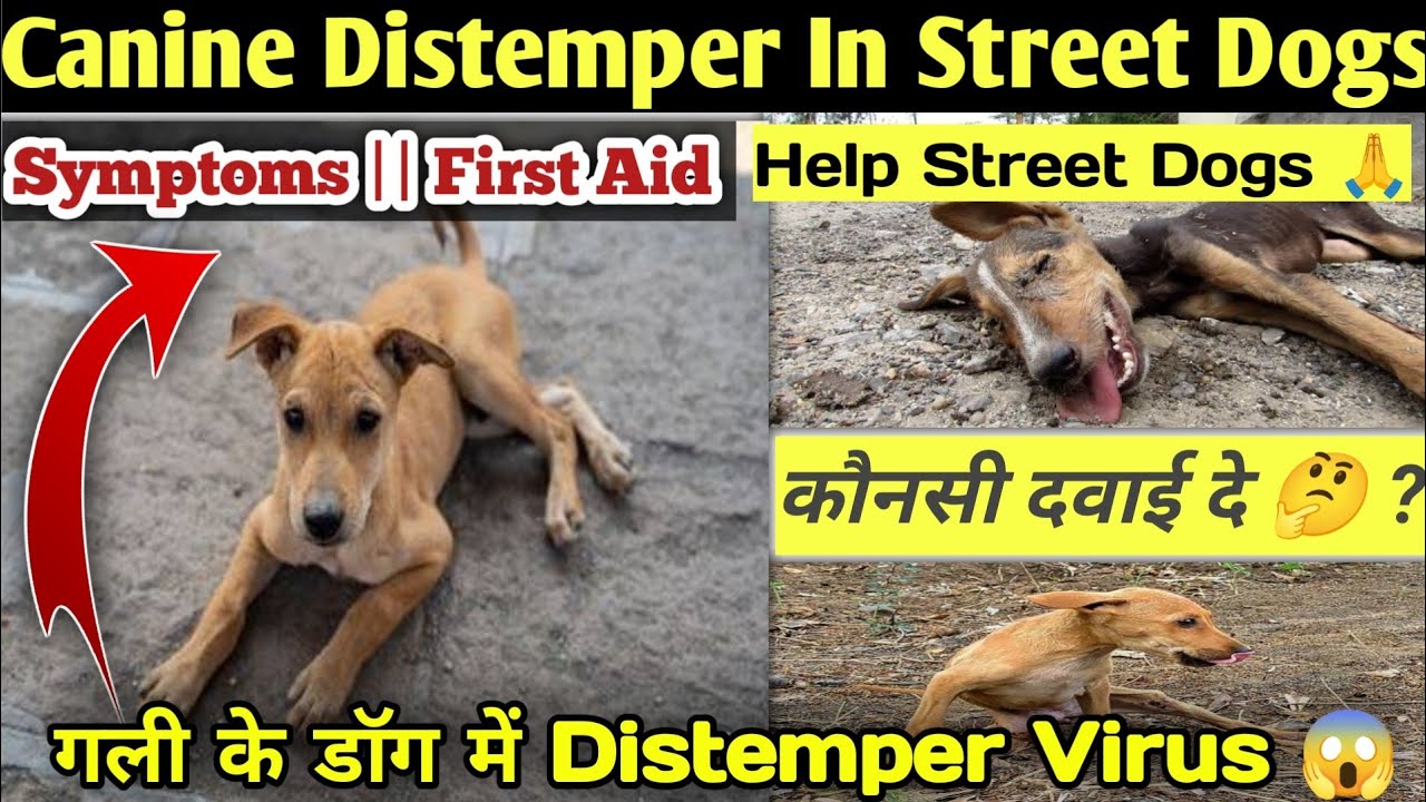Canine Distemper In Street Dogs || CD - Virus In Street Dogs || गली के डॉग में Distemper की दवाई 🚨