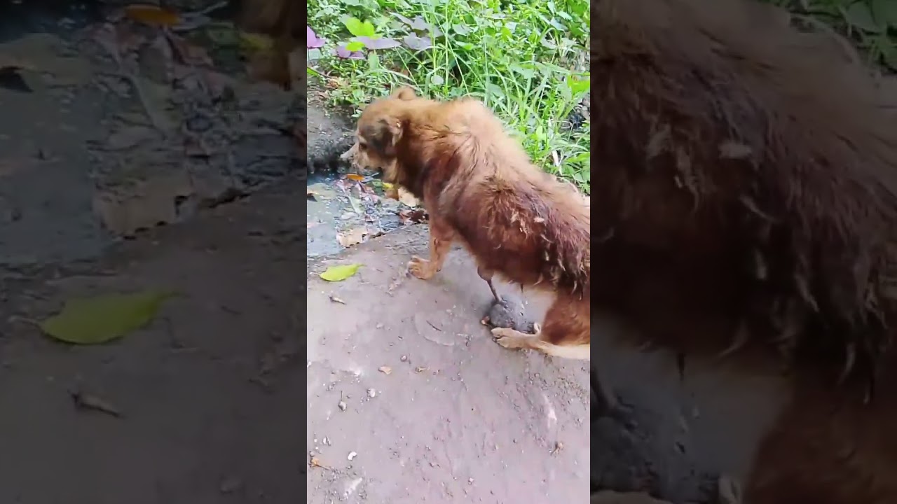 WHEN YOU FEED A STRAY YOU'RE NOT JUST FILLING A BOWL YOU'RE SAVING A LIFE...
