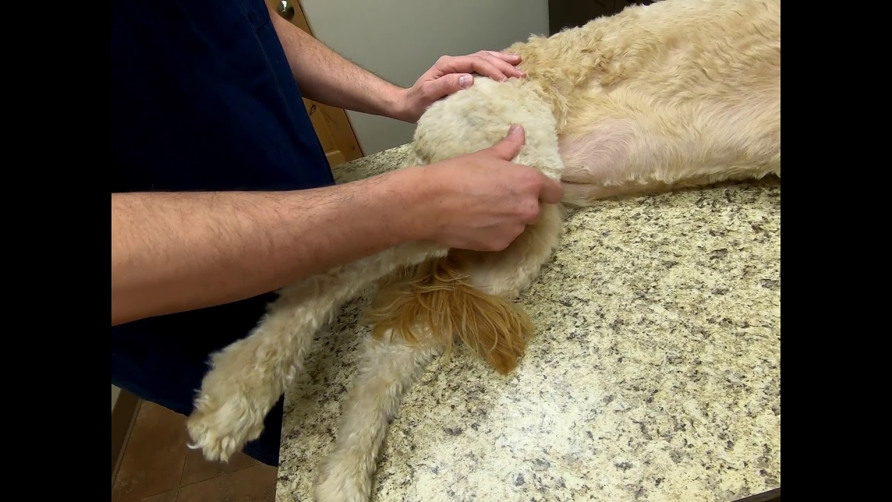 Canine Rehab: Pasive Range of Motion