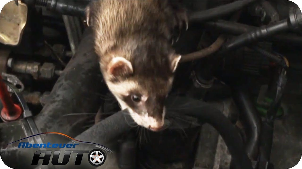 Tierische Autofeinde | Marder, Katze & Co.