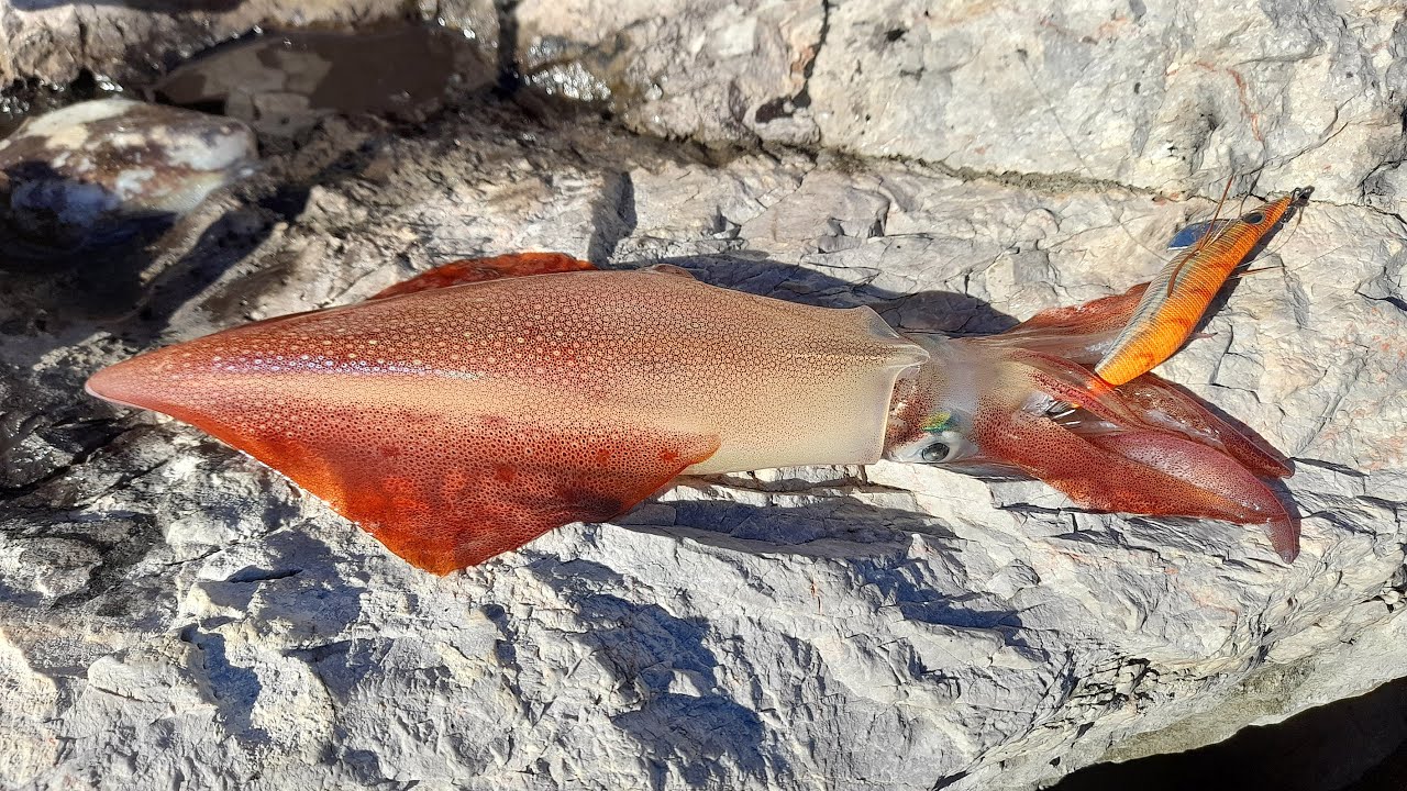 NOZIONI DI EGING GAME AI CALAMARI