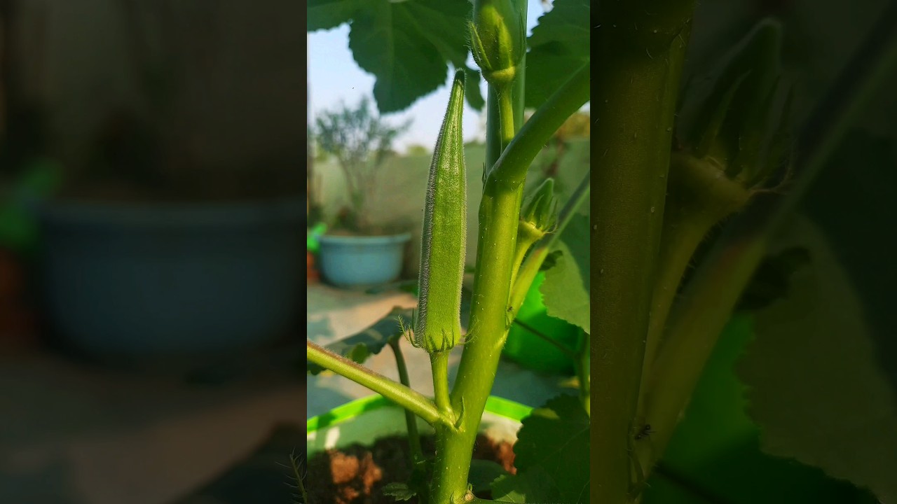 How can you grow okra on your terrace.