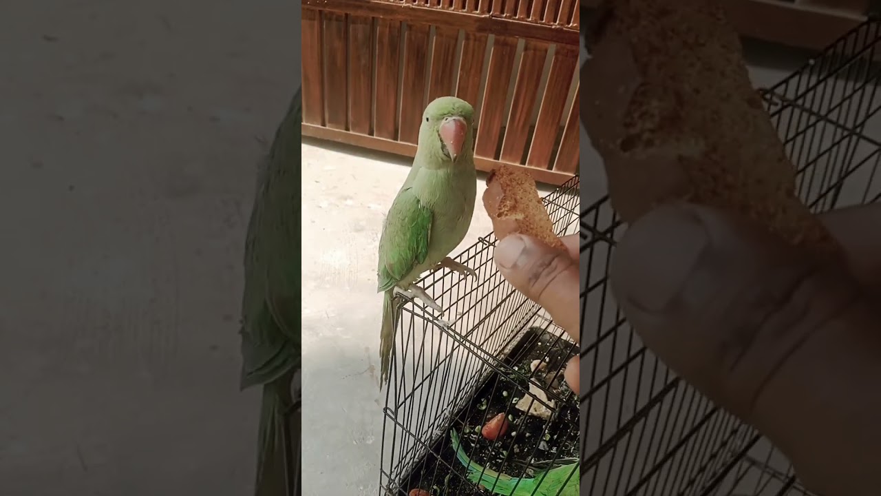 so cute mitthu 🥰😘&hearts;️🙏 #talkingparot #greenparrot #shortvideo #viralvideo #cutebird