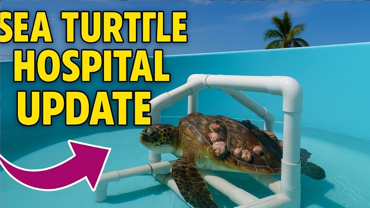 Real Footage Tour the Turtle Hospital Unbelievable Recoveries of Injured Sea Turtles#SeaTurtleRescue