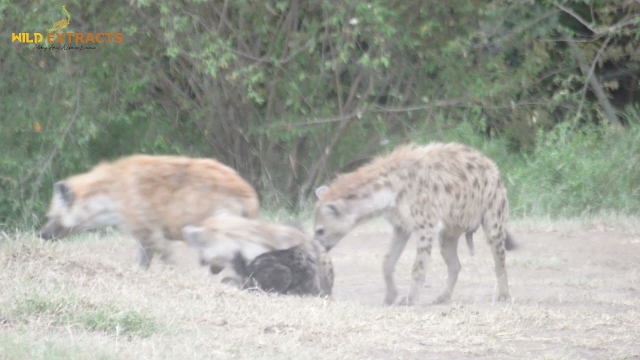 Spotted hyenas playing with their cubs // Wild Extracts